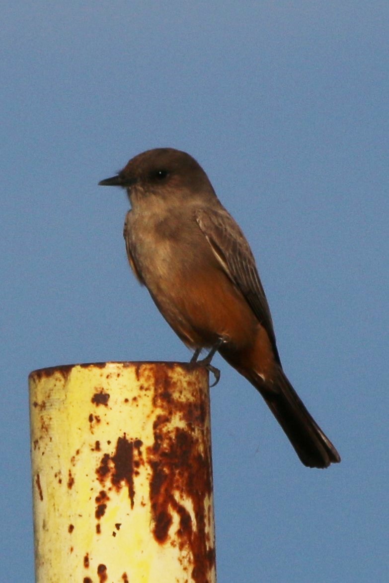 Say's Phoebe - Karen McGee