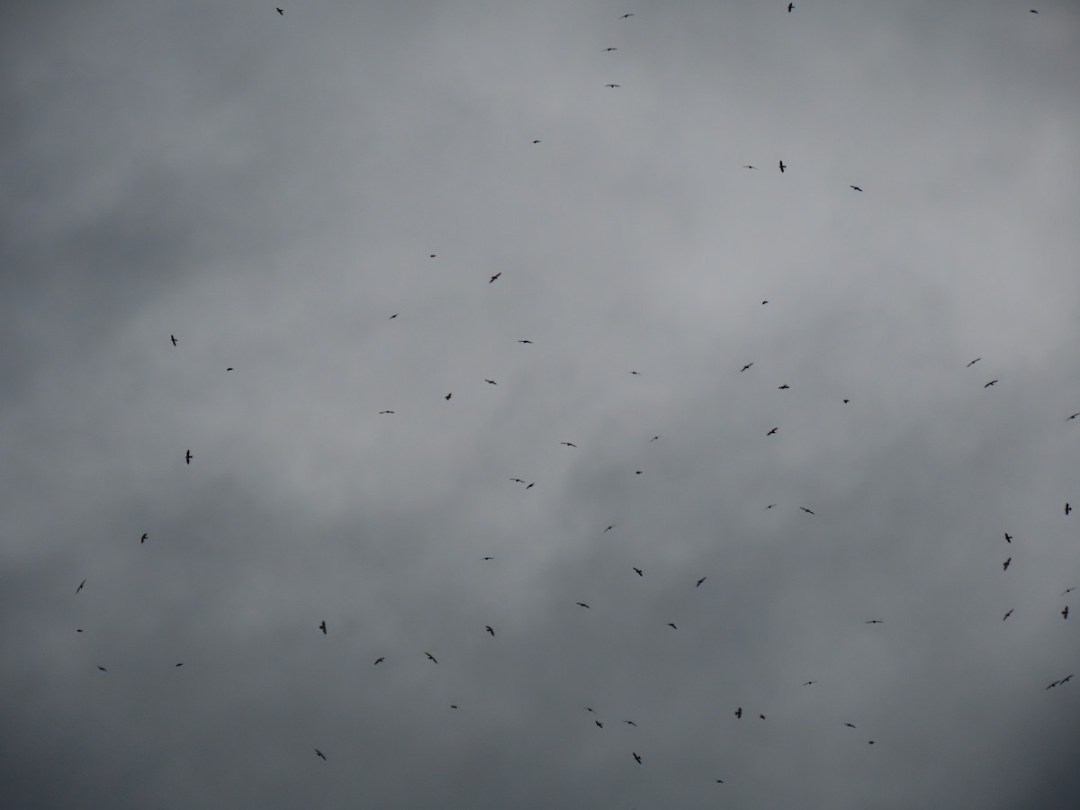 White-collared Swift - ML611201429