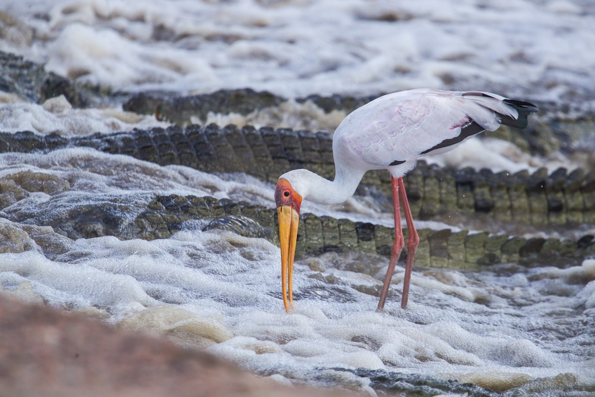 Yellow-billed Stork - ML611201438