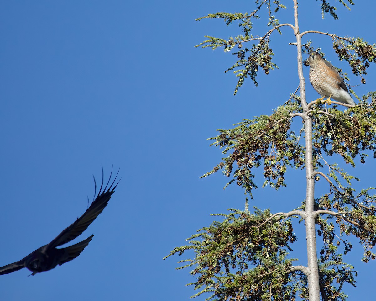 Sharp-shinned Hawk - ML611201458