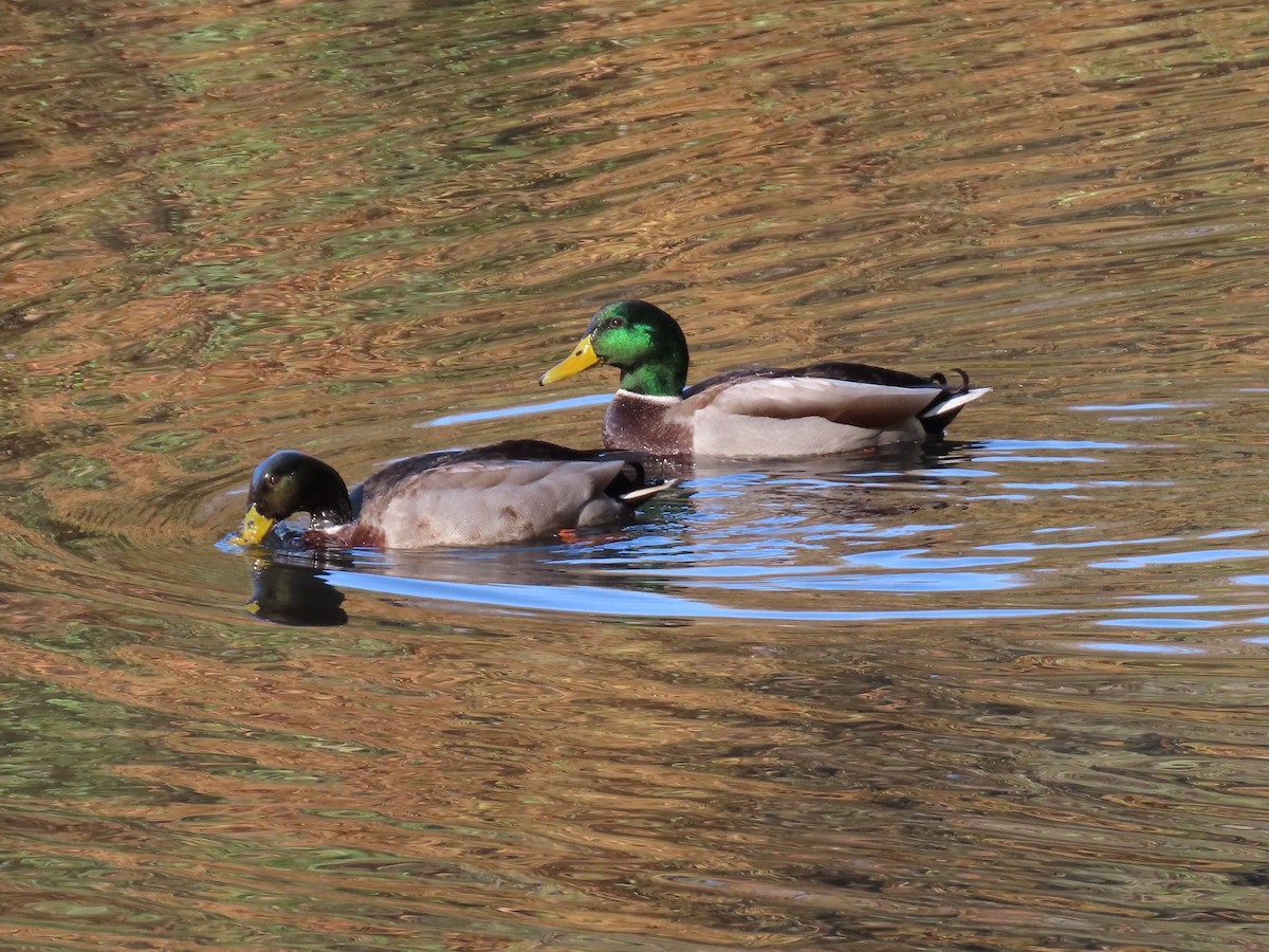 Canard colvert - ML611201475