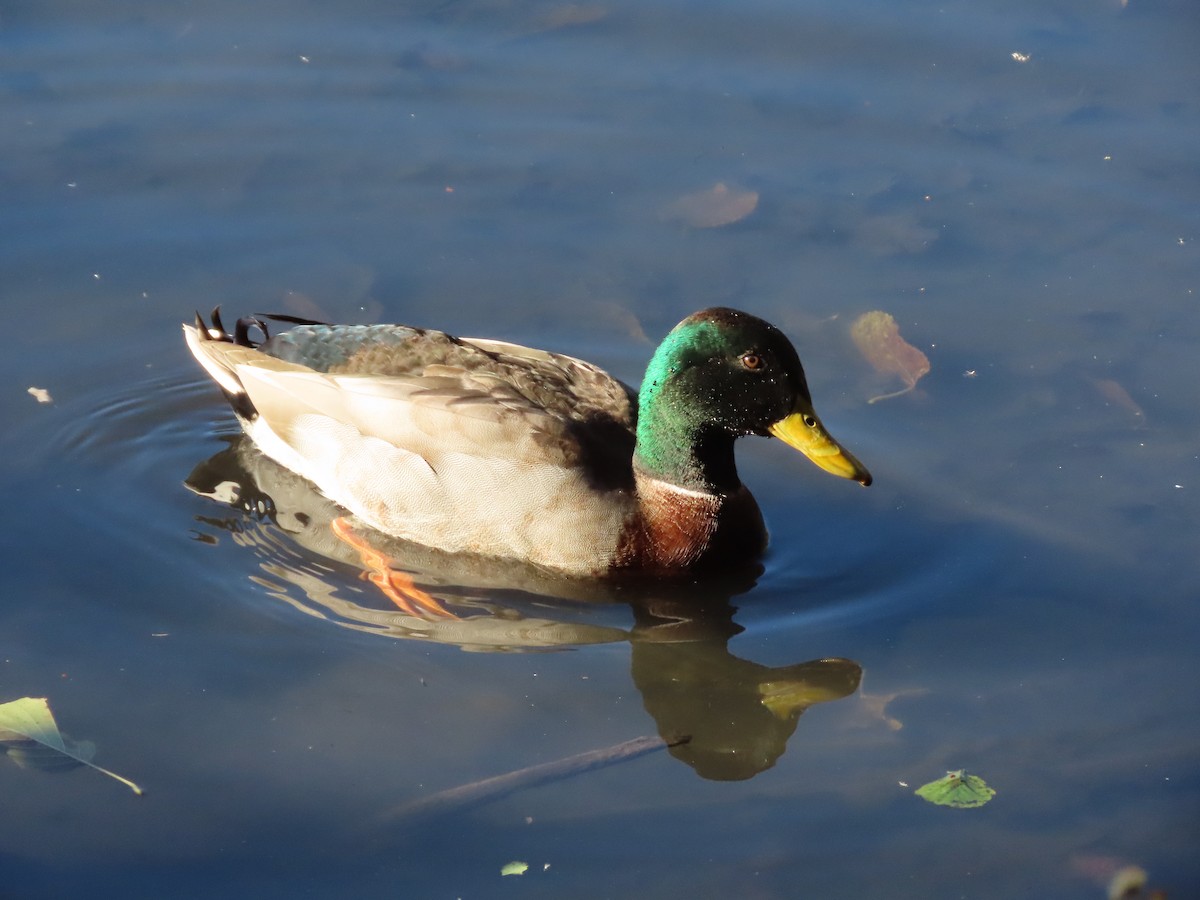 Mallard - ML611201476