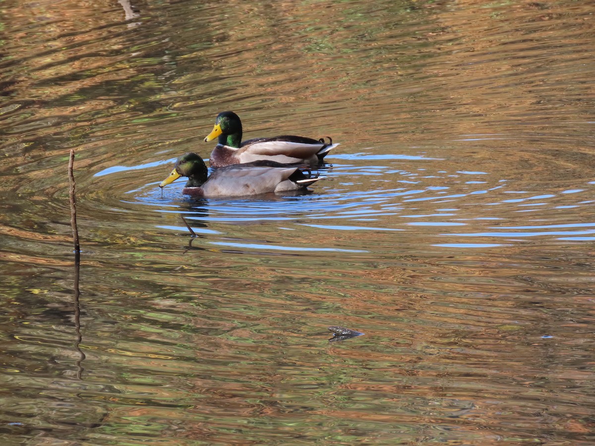 Canard colvert - ML611201477