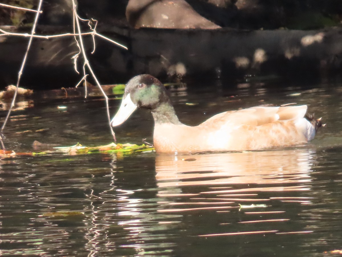 Mallard (Domestic type) - ML611201483