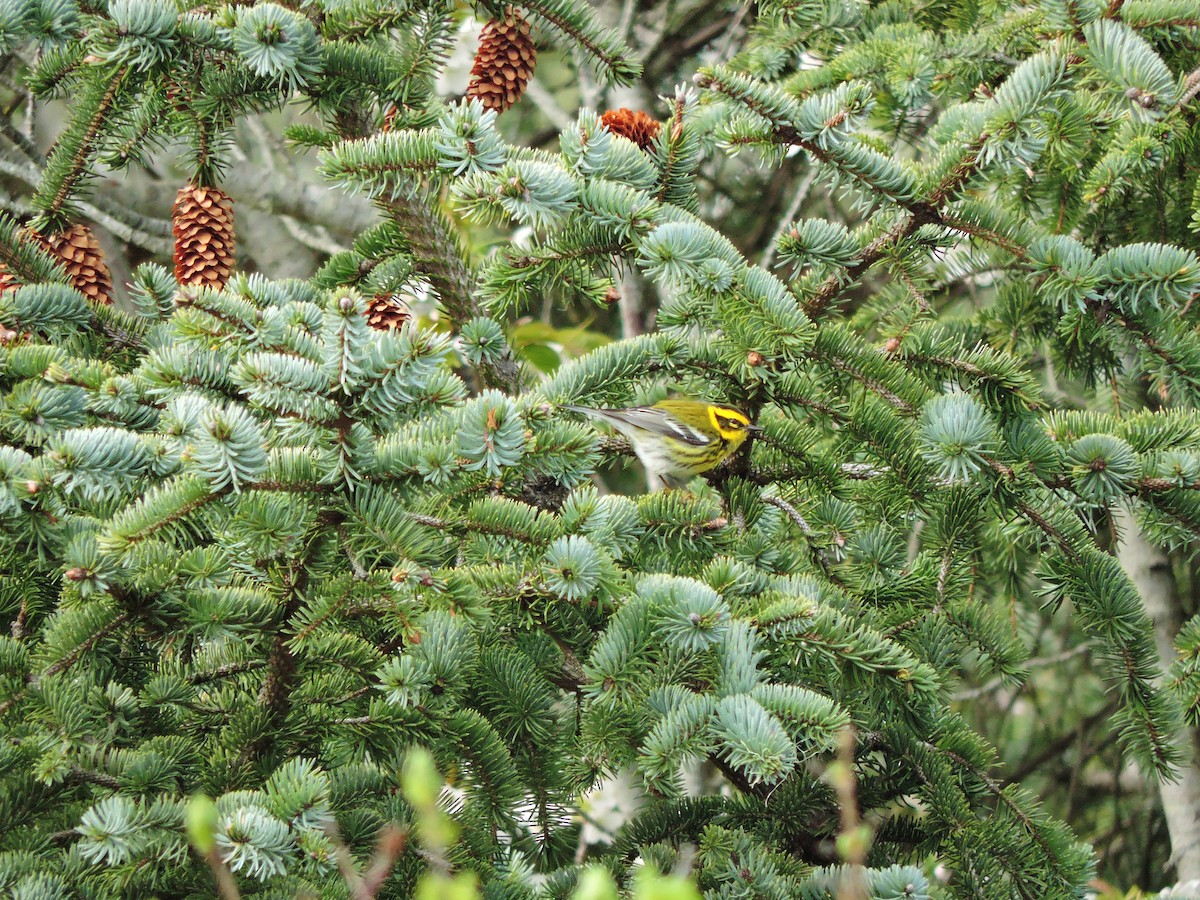 Townsend's Warbler - ML611201489