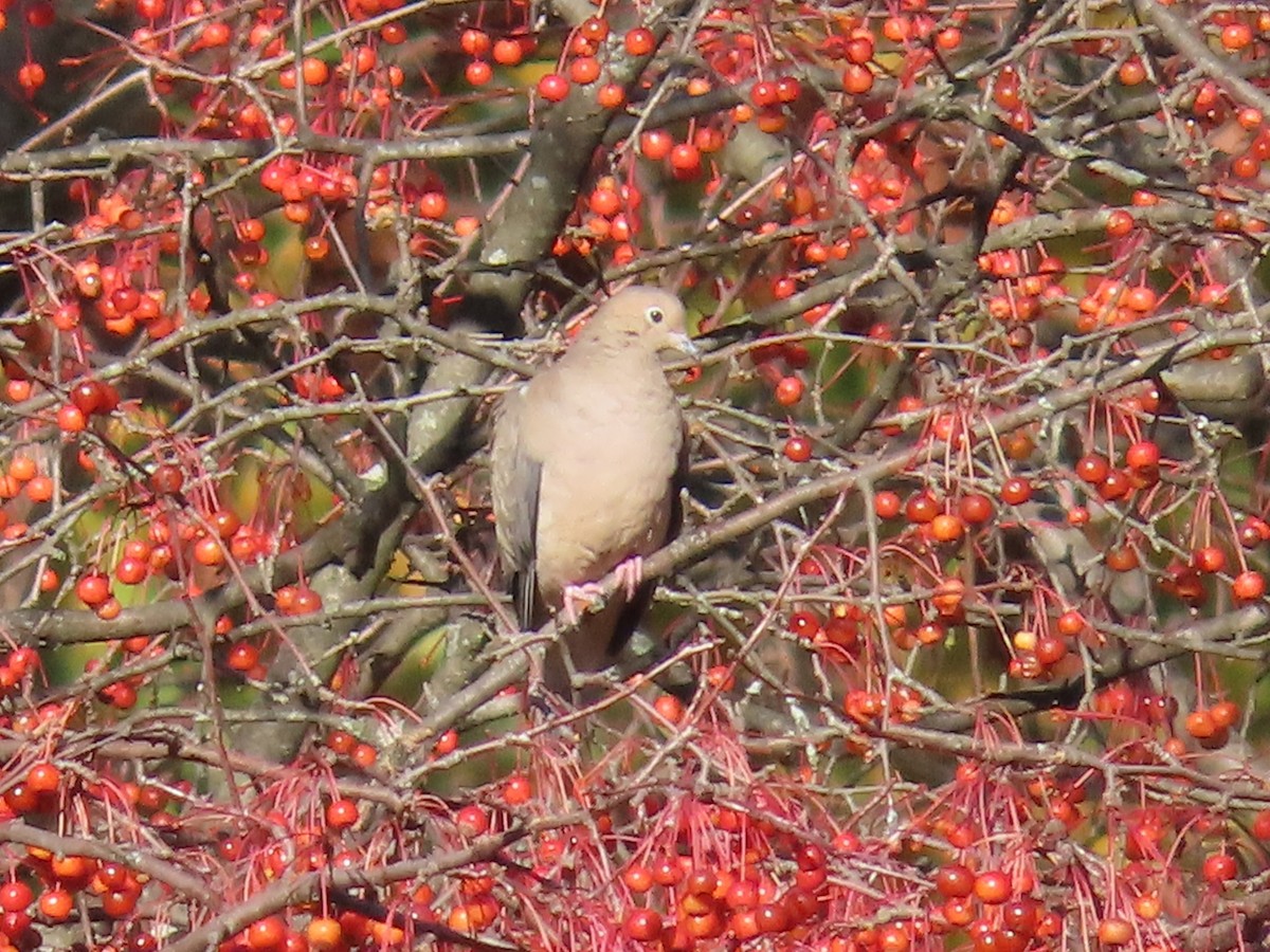 Mourning Dove - ML611201500