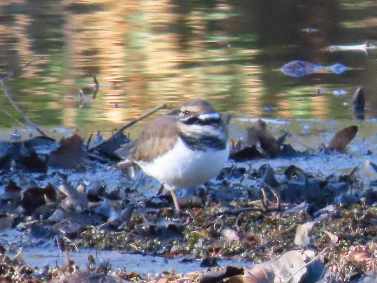 Killdeer - ML611201504