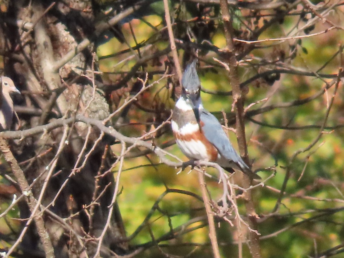 Belted Kingfisher - ML611201513