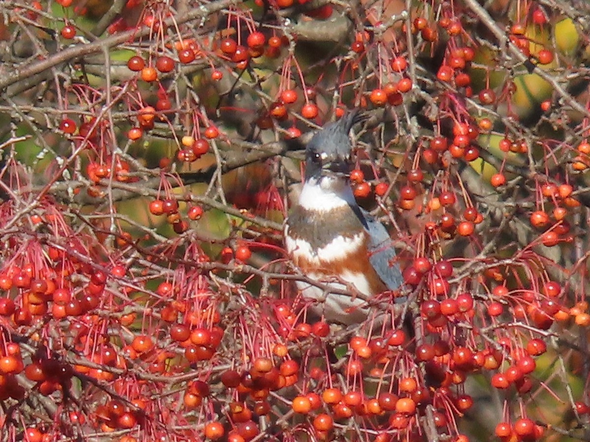 Belted Kingfisher - ML611201514