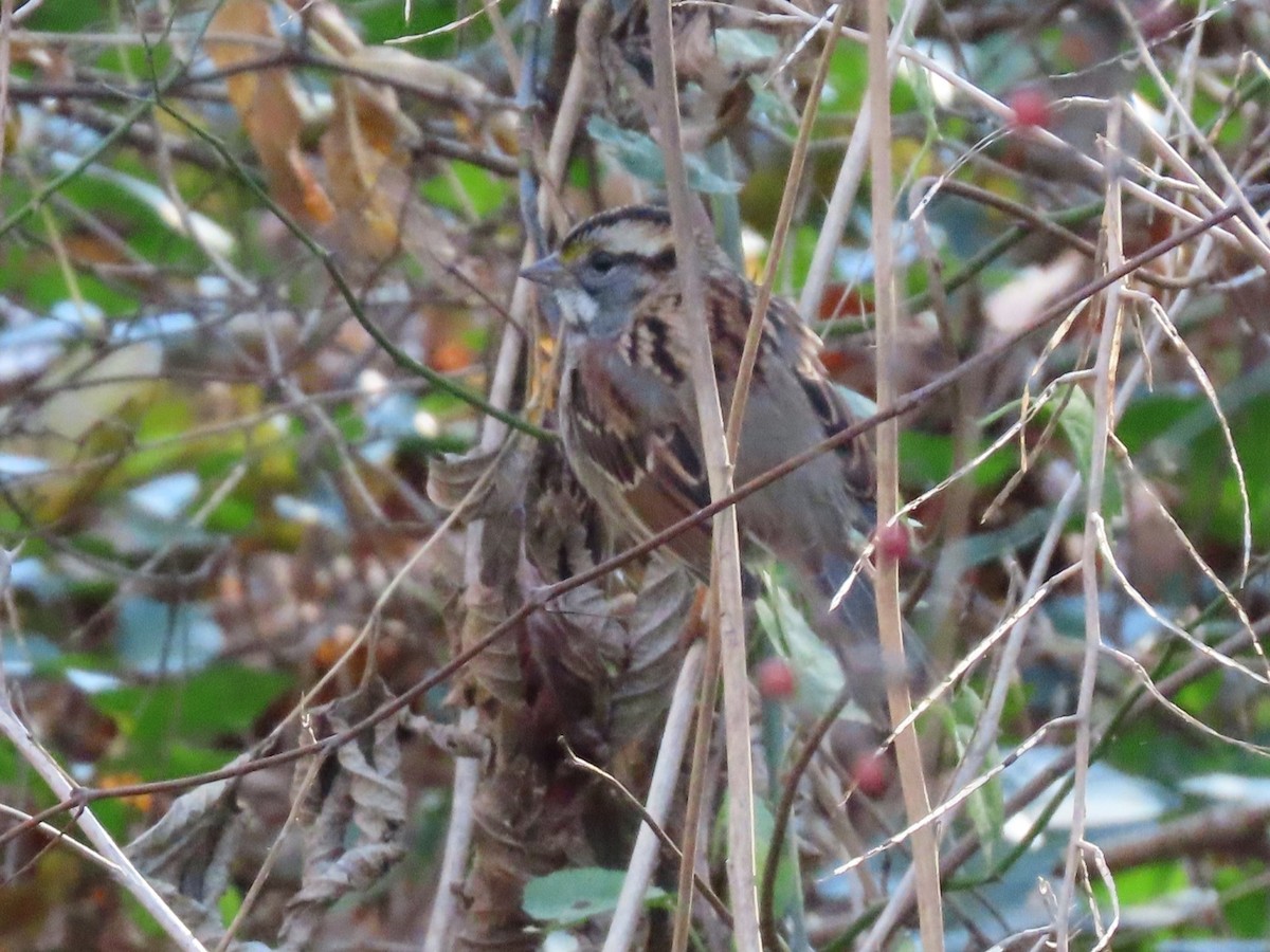 White-throated Sparrow - Sandy Morrissey