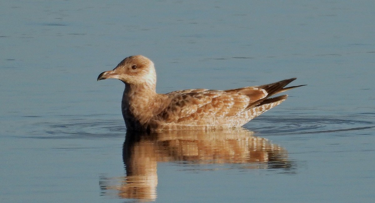 Goéland à bec cerclé - ML611201560