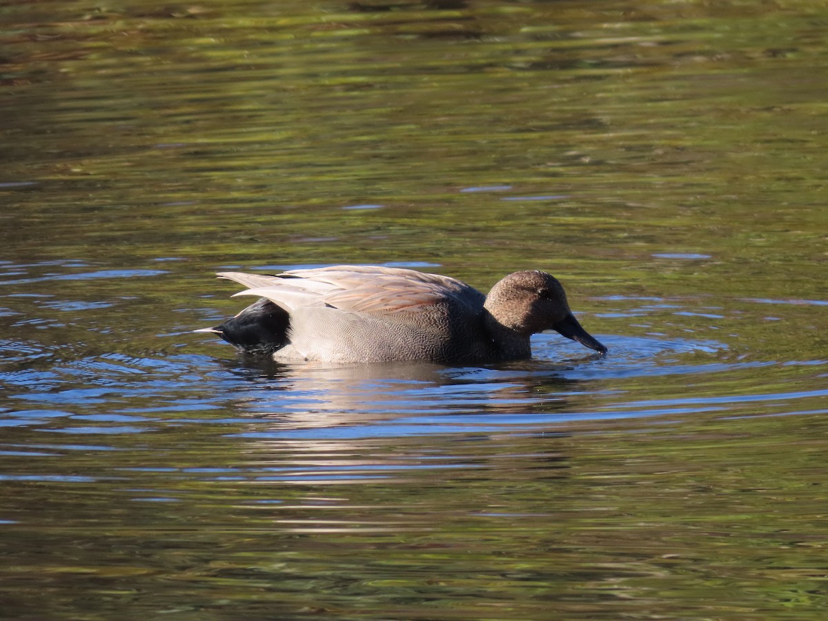 Gadwall - ML611201571