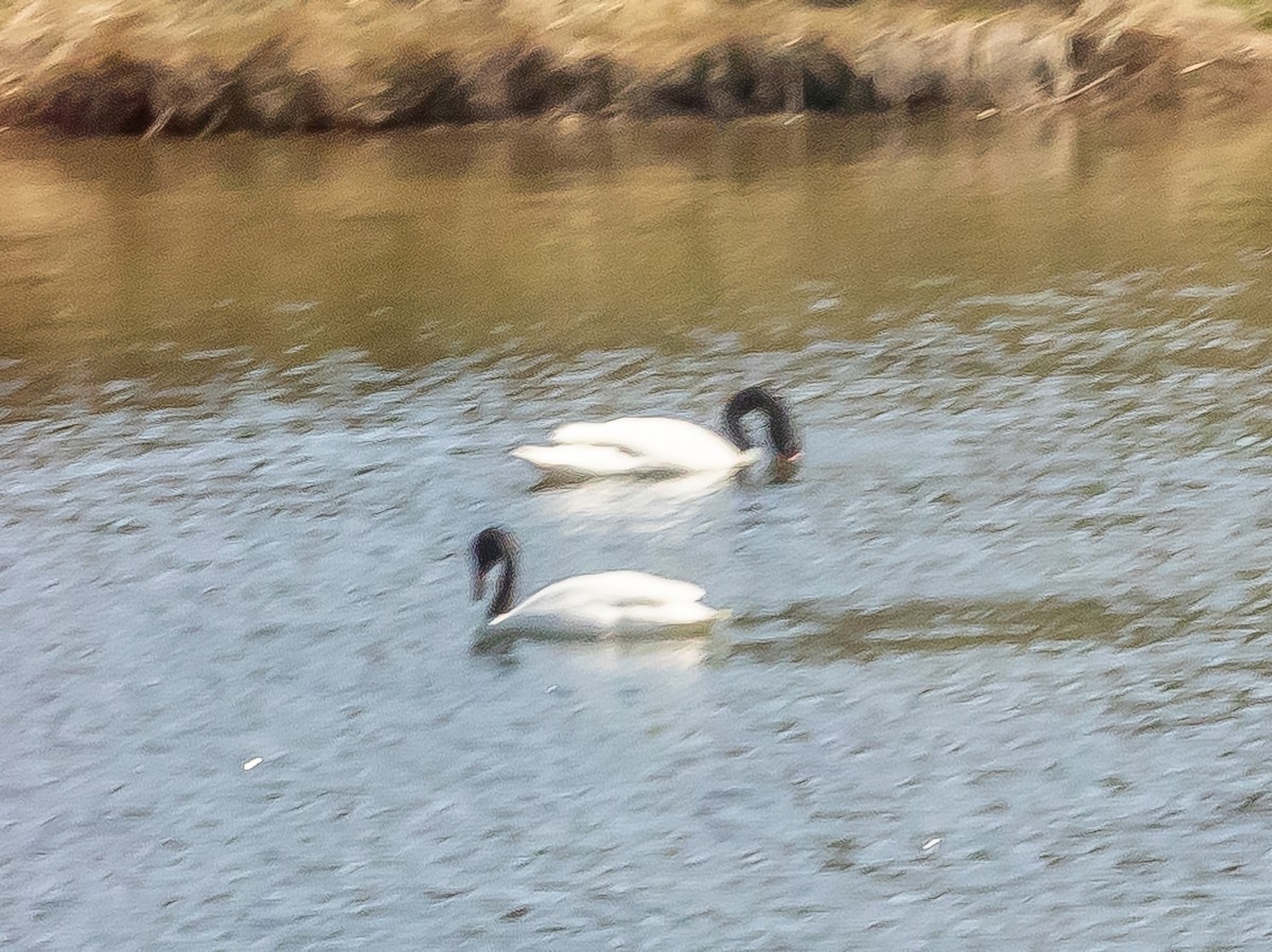 Black-necked Swan - ML611201683