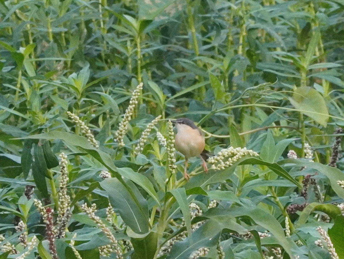 prinia sp. - ML611201703