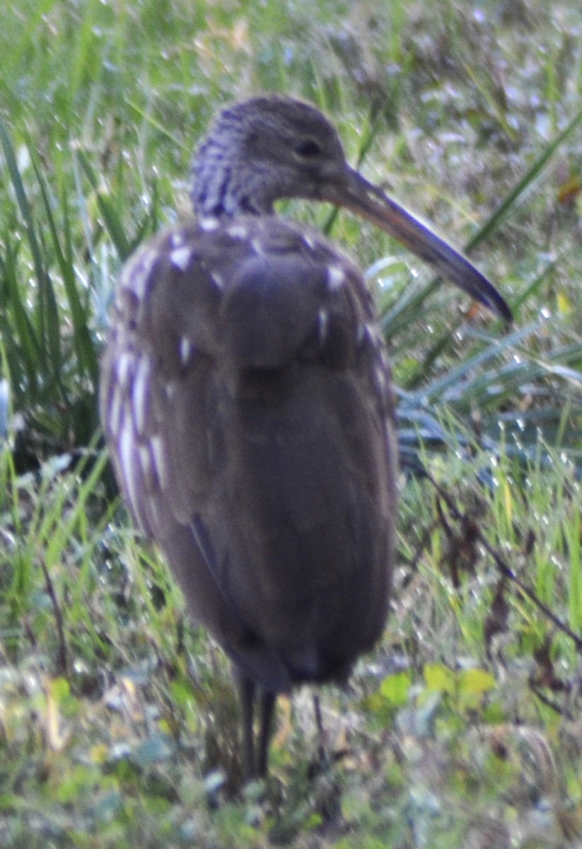 Limpkin - Al Della Bella