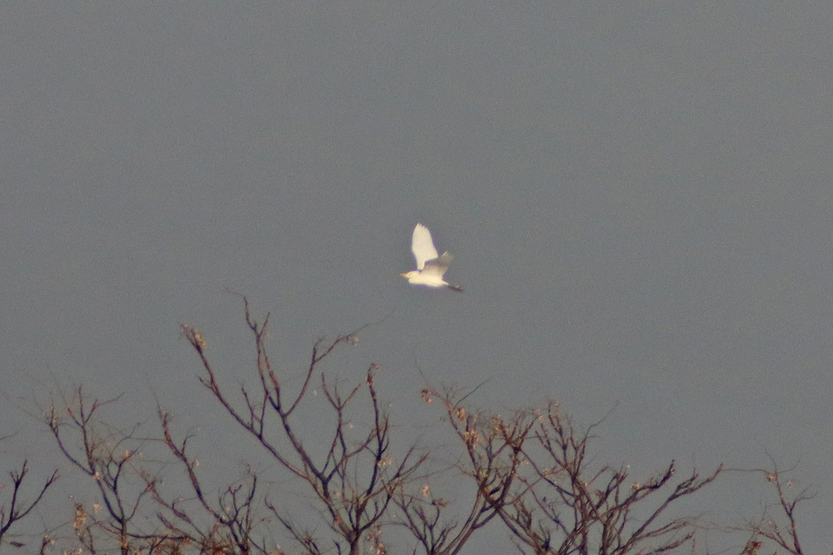 Western Cattle Egret - ML611201759