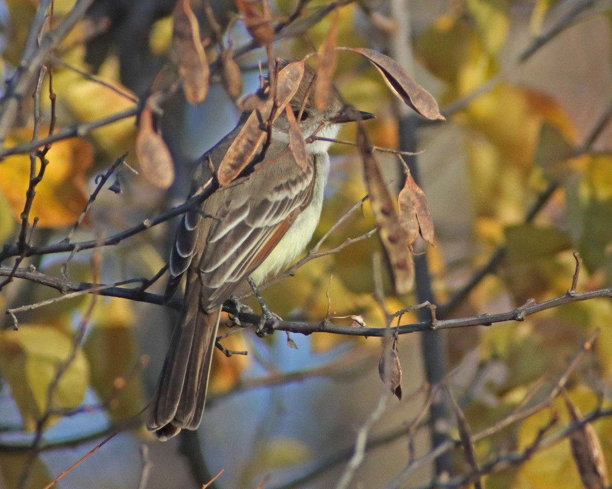 Ash-throated Flycatcher - ML611201771