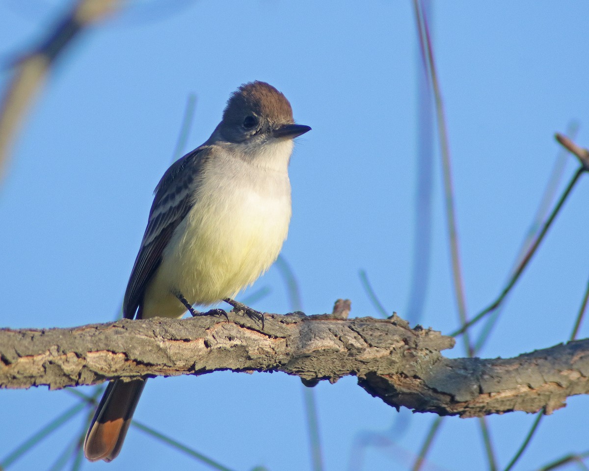 Ash-throated Flycatcher - ML611201773