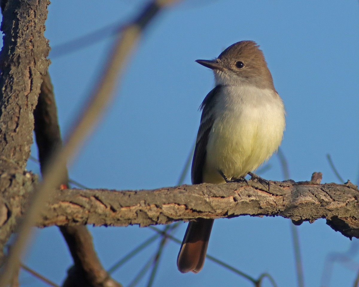 Ash-throated Flycatcher - ML611201774