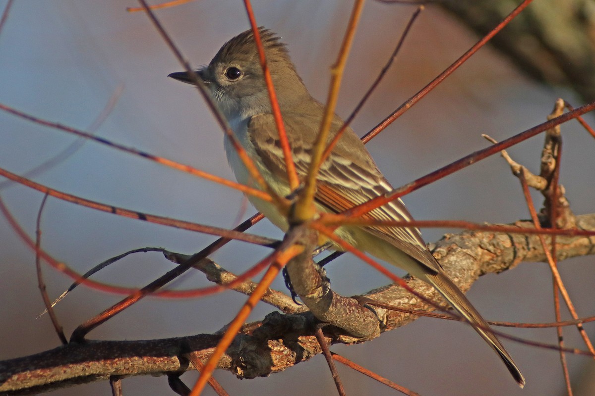 Ash-throated Flycatcher - ML611201776