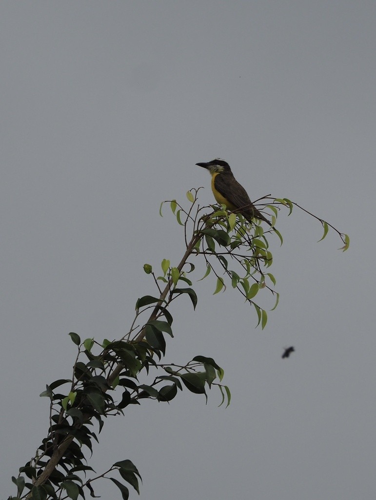 Boat-billed Flycatcher - ML611201793