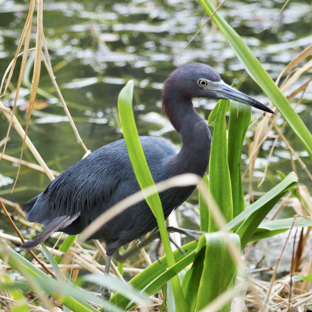 Little Blue Heron - ML611201809