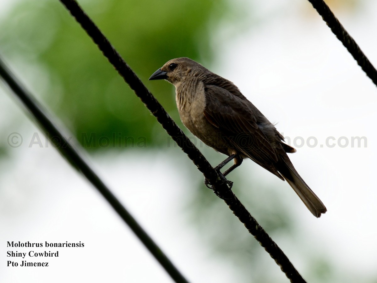 Shiny Cowbird - ML611201835