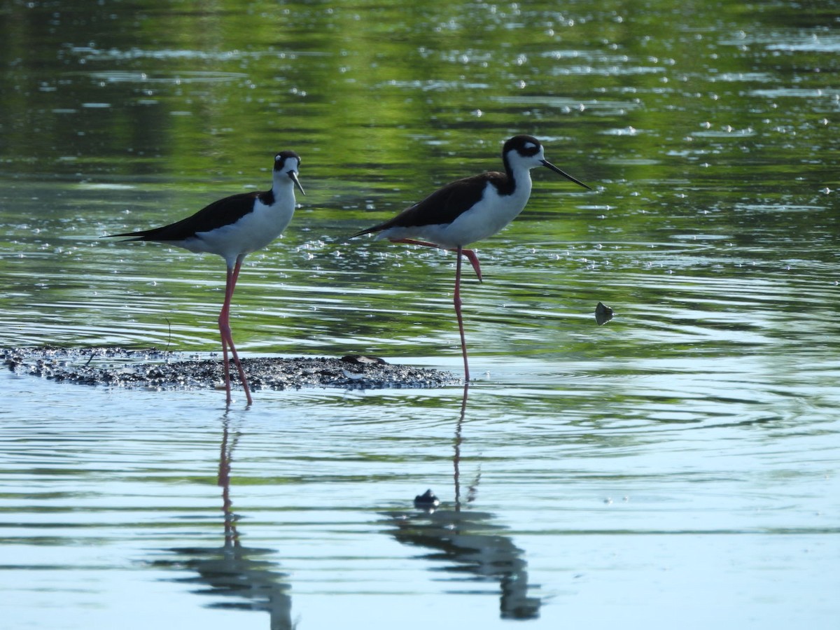 Black-necked Stilt - ML611201881