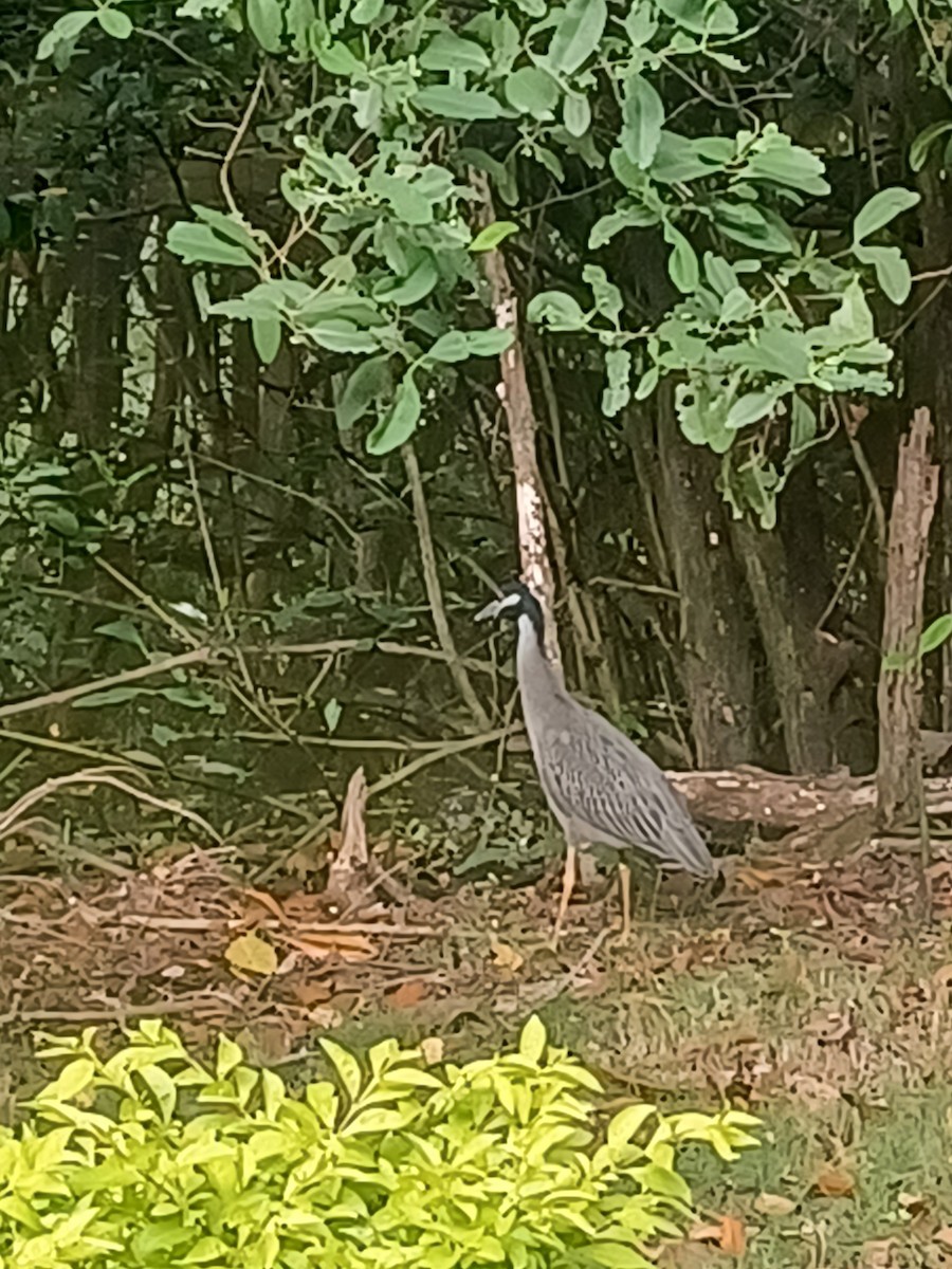 Yellow-crowned Night Heron - ML611201938