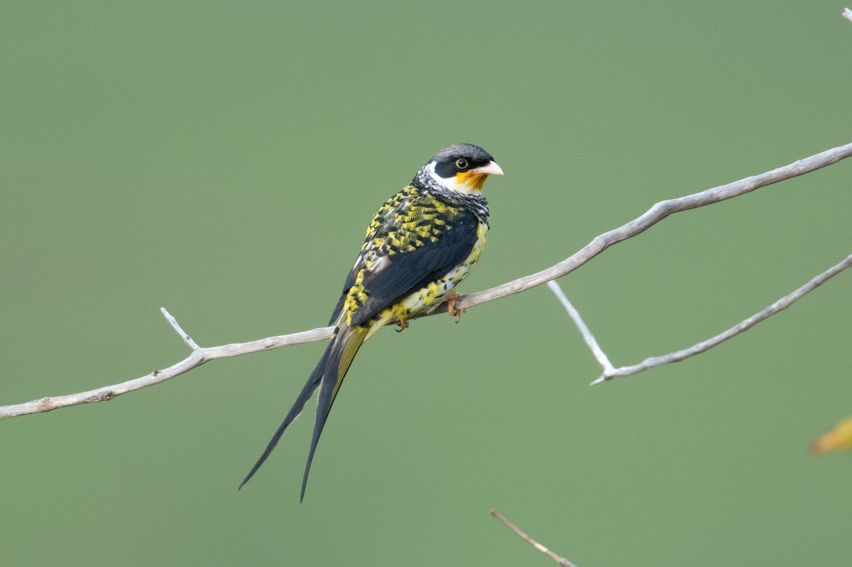 Cotinga à queue fourchue (boliviana) - ML611201942