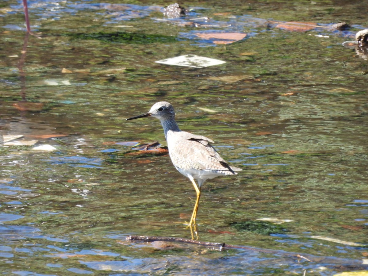 Lesser Yellowlegs - ML611201949