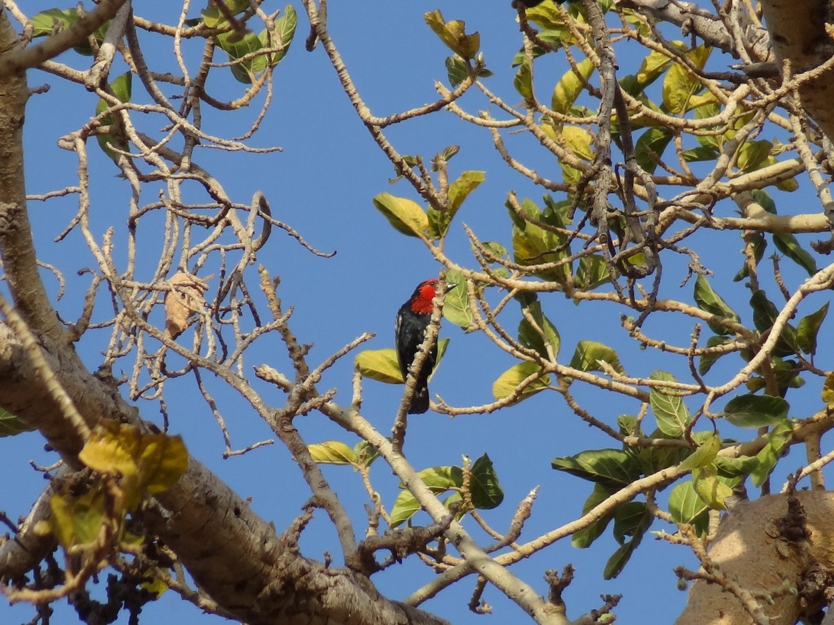Black-billed Barbet - ML611201982