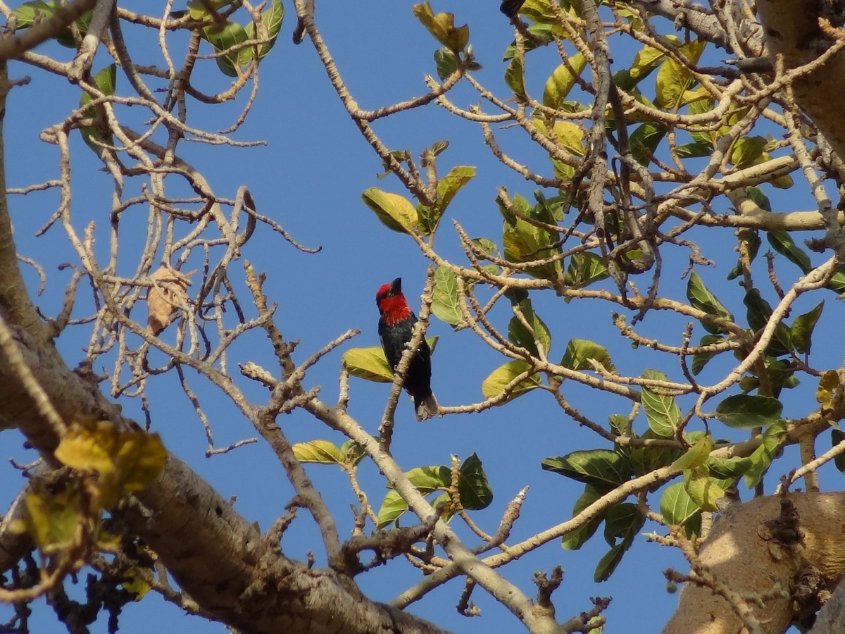 Black-billed Barbet - ML611201983