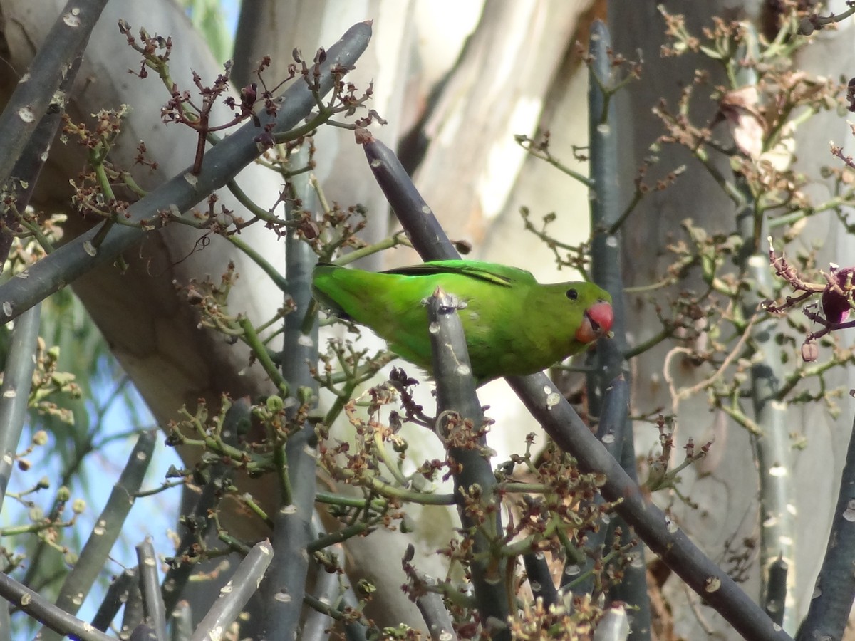 Black-winged Lovebird - ML611202002