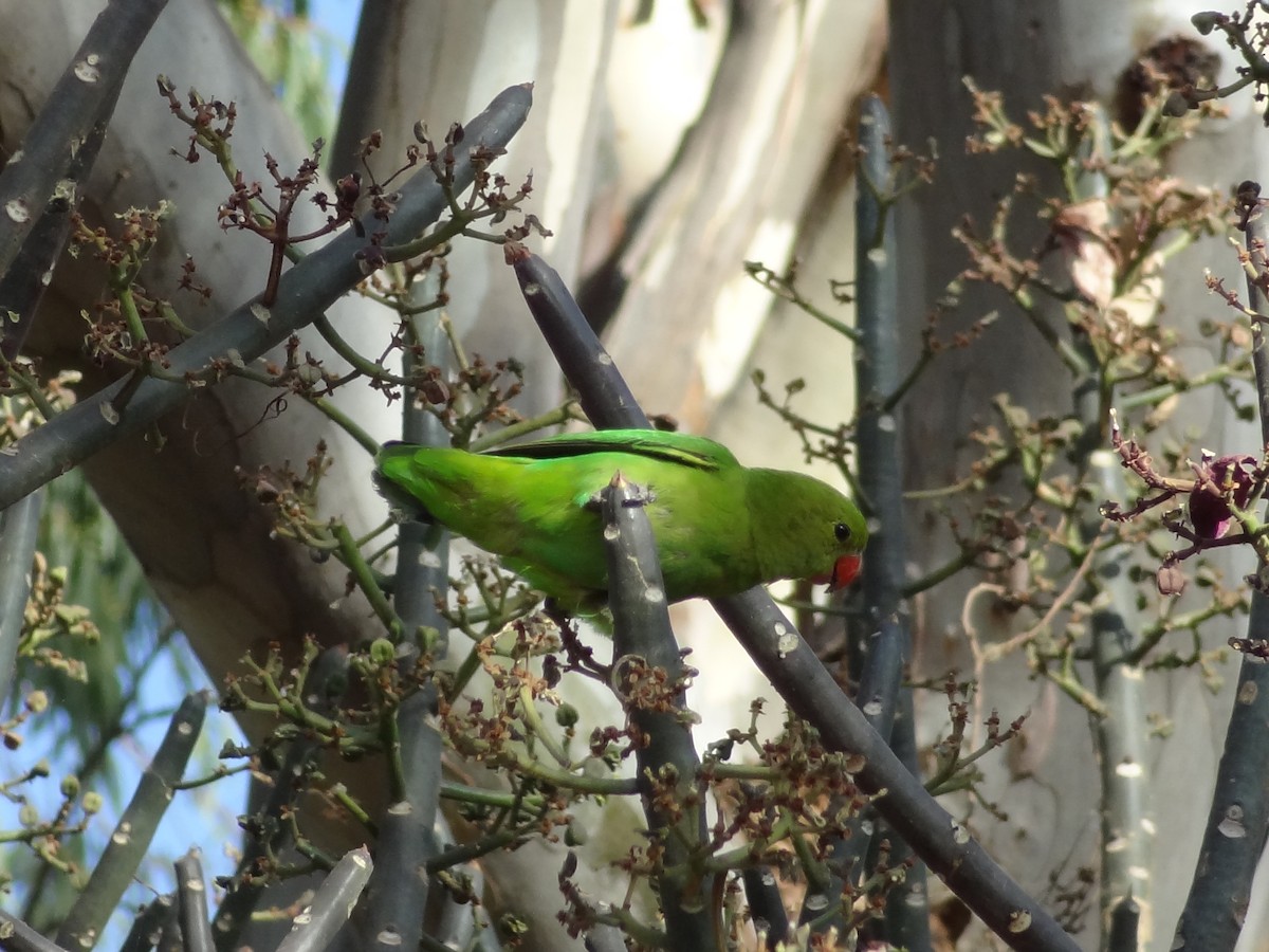 Black-winged Lovebird - ML611202003