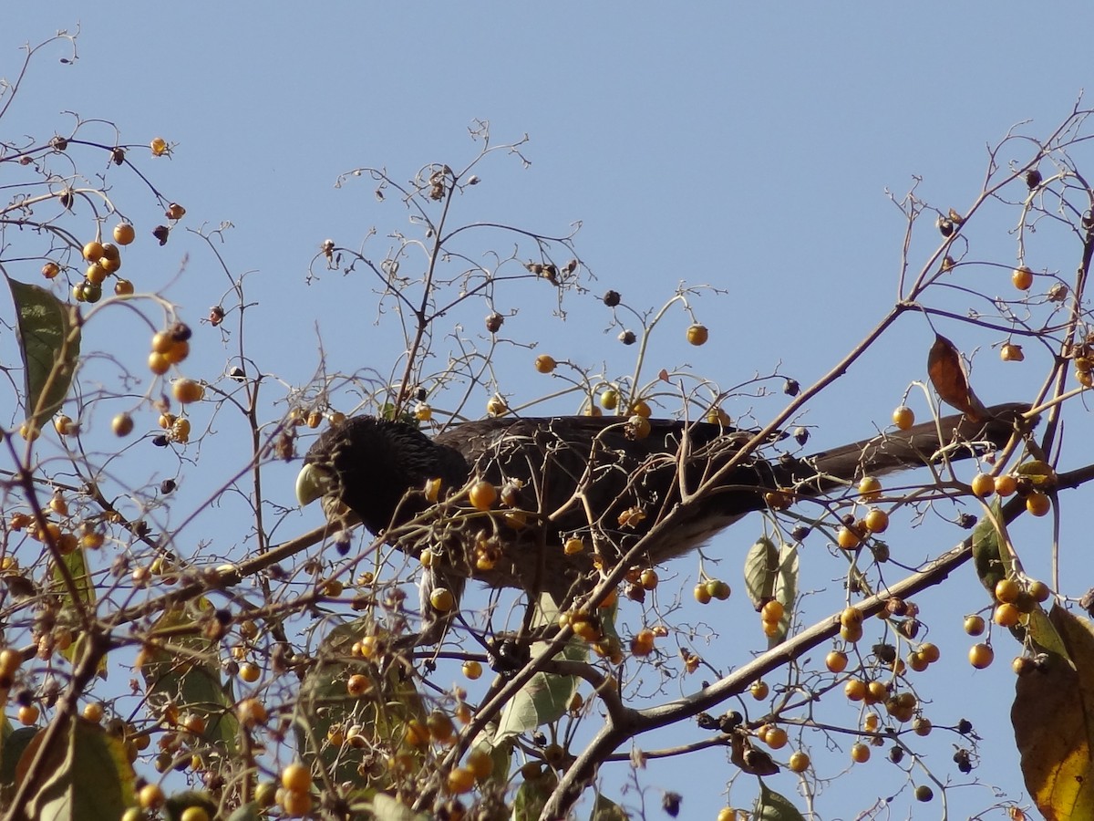 Eastern Plantain-eater - ML611202069