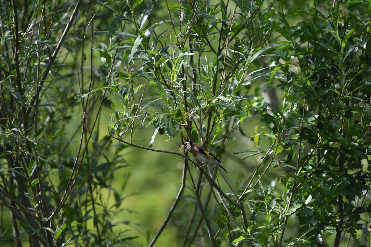stehlík obecný - ML611202076