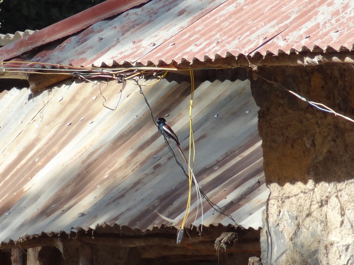 African Paradise-Flycatcher - ML611202123