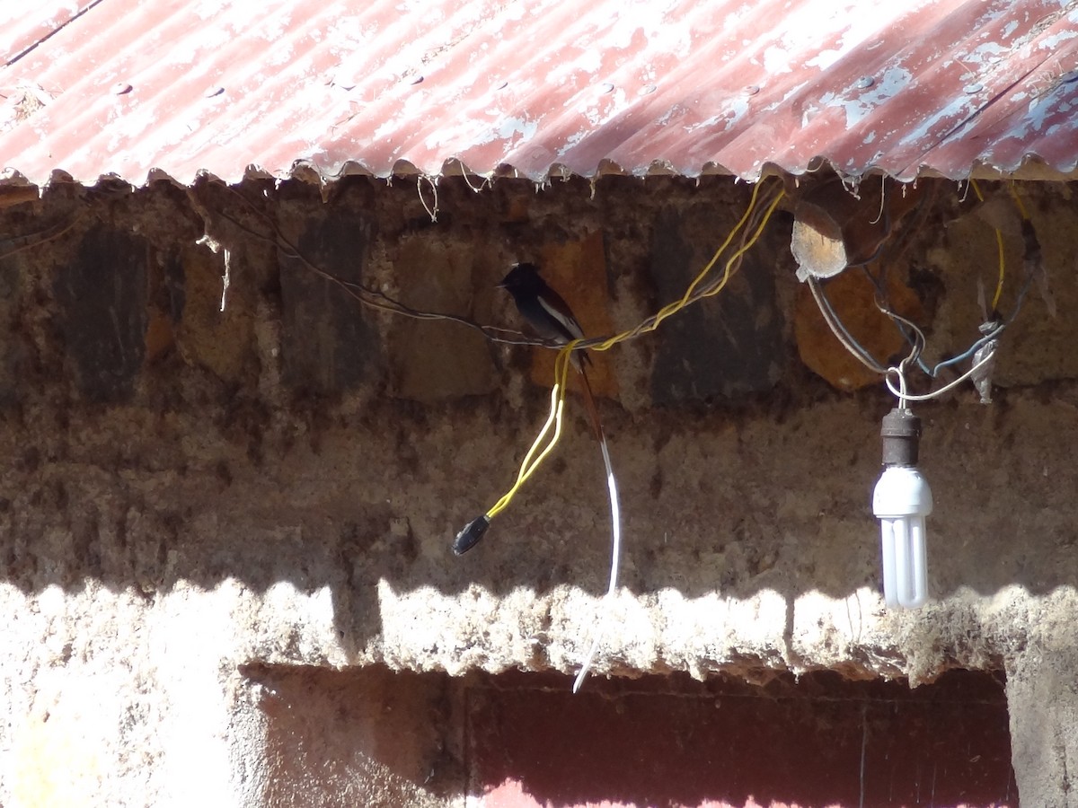 African Paradise-Flycatcher - ML611202124