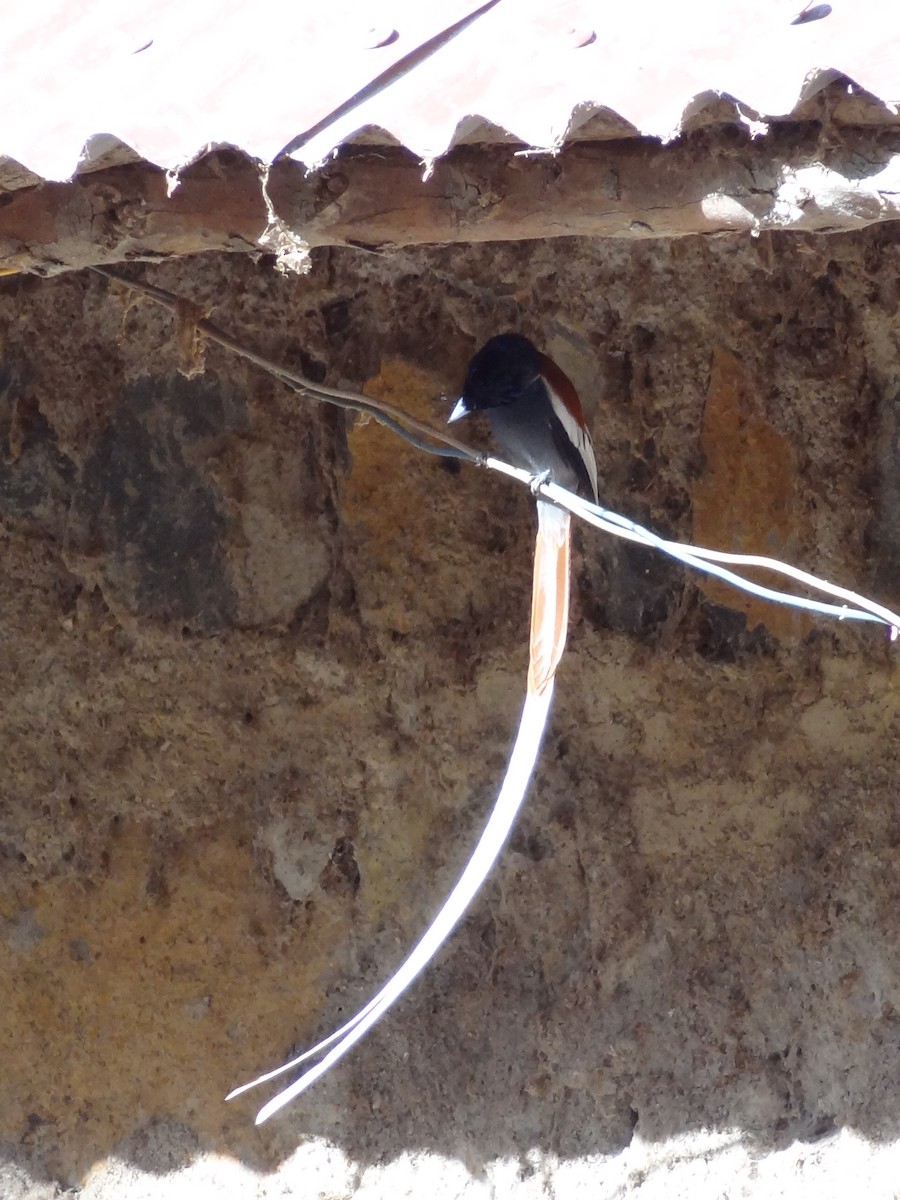 African Paradise-Flycatcher - ML611202125