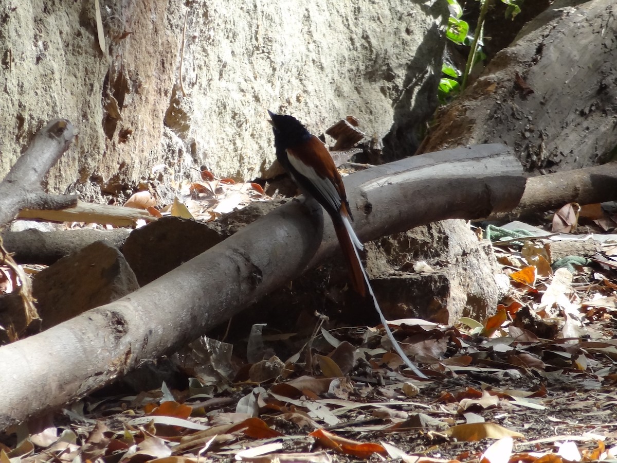 African Paradise-Flycatcher - ML611202126
