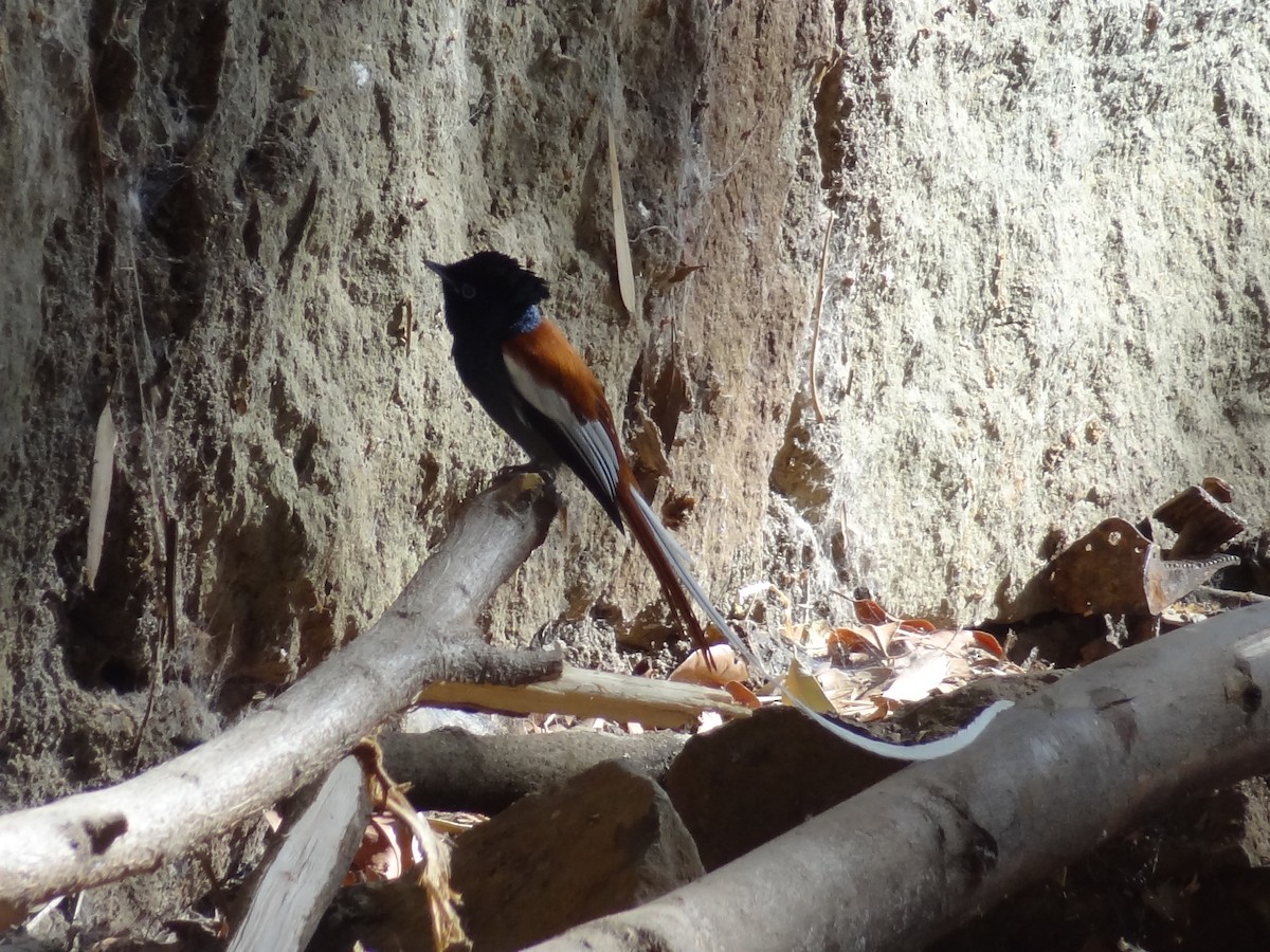 African Paradise-Flycatcher - ML611202127