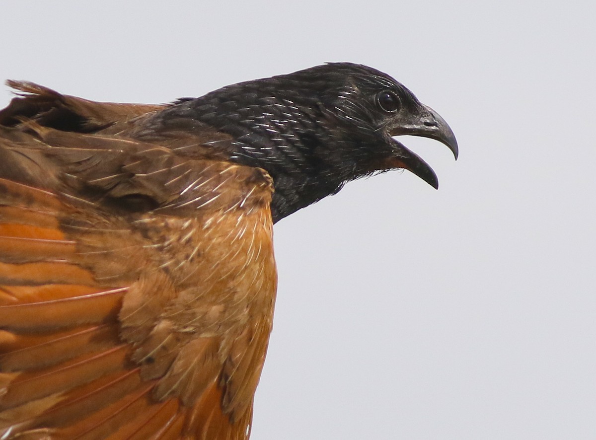 Black Coucal - ML611202164