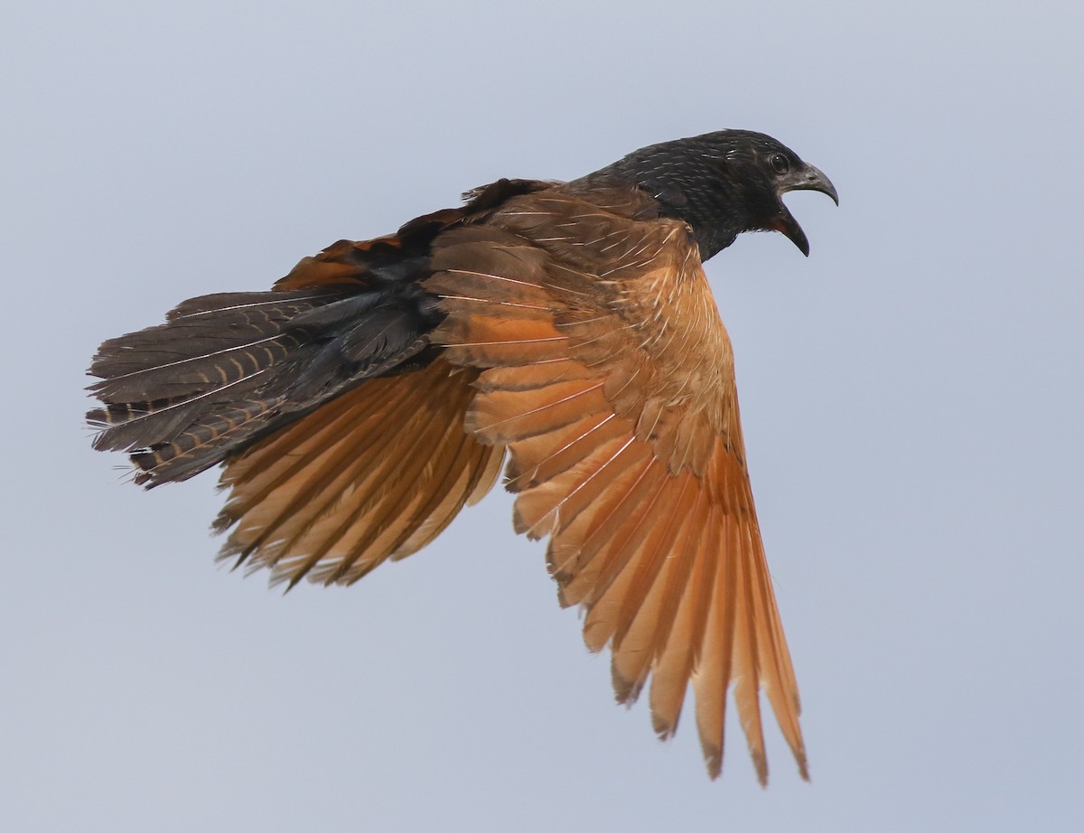 Black Coucal - ML611202166