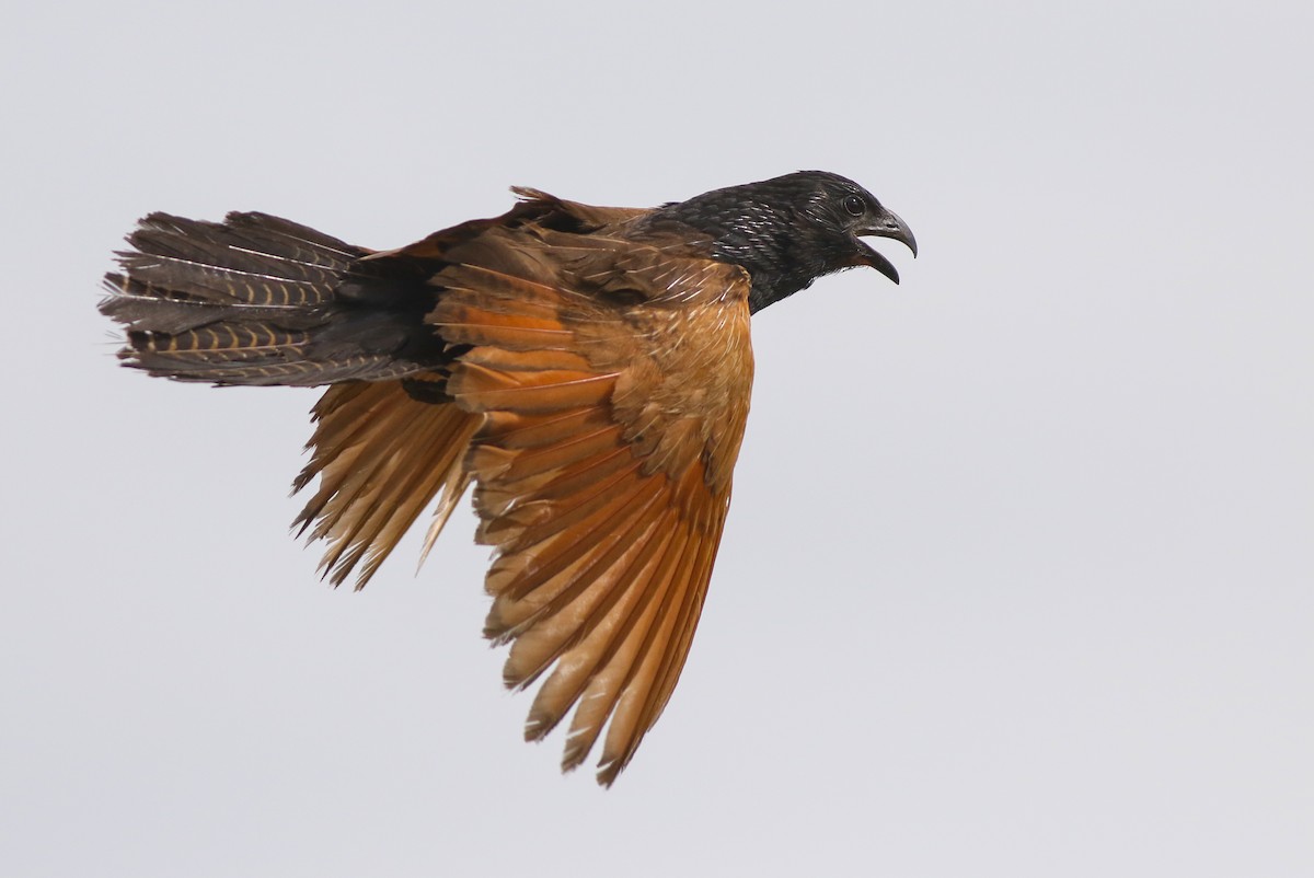Black Coucal - ML611202167