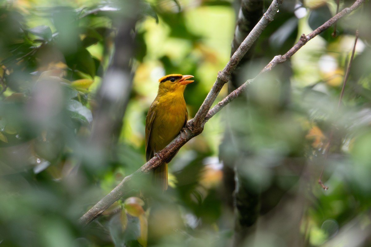 Inti Tanager - John C. Mittermeier