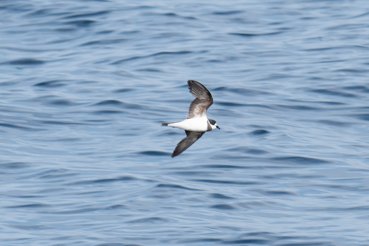 Ringed Storm-Petrel - ML611202250