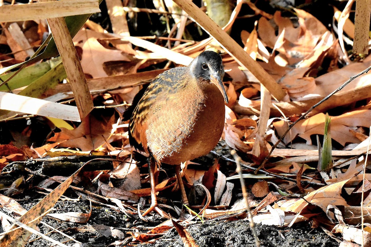 Virginia Rail (Virginia) - ML611202251