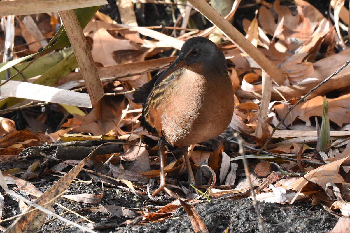 Virginia Rail (Virginia) - ML611202253