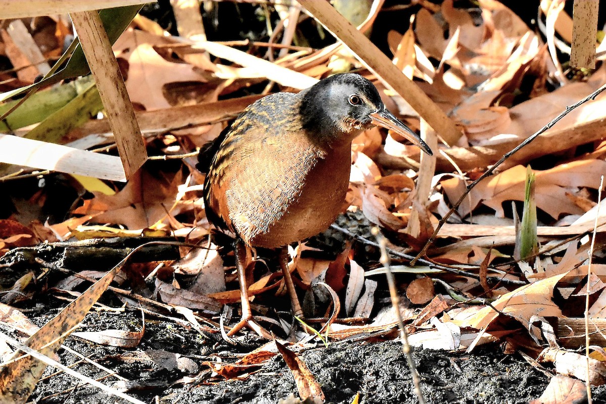 Virginia Rail (Virginia) - ML611202254